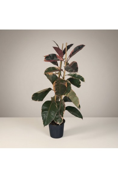 Ficus Belize Kauçuk